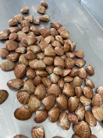 Mussels and Shellfish Silomol