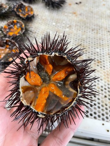 Urchins Fresh Silomol